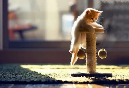 Cum sa faci o pisica zgârierea postare cu mâinile lor (lor) Cum sa faci un post scratching pisica cu propriile sale mâini