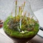 Cum florarium mâinile proprii (20 poze) (arme) Cum florarium mâinile proprii (20 poze)