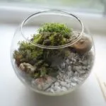 Cum florarium mâinile proprii (20 poze) (florarium propriile lor mâini) Cum florarium mâinile proprii (20 poze)