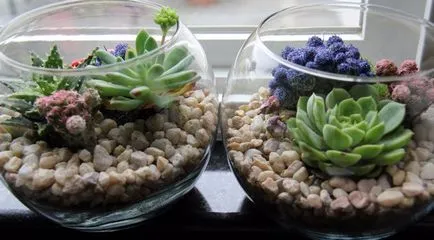 Cum florarium propriile mâini, instrucțiuni pas cu pas (do) Cum florarium mâinile proprii, ghid pas cu pas