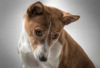 Cum sa faci o lovitura dreptul de câine intramuscular (câine) Cum de a face o lovitură de câine dreapta intramuscular