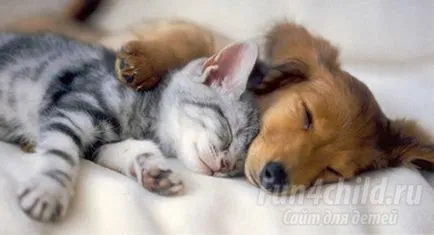 Cum sa faci un animal de companie fericit (companie) Cum sa faci un animal de companie fericit