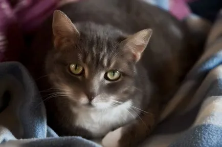 Cum să obțineți un subcutanat împușcat pisică și intramusculară (IM) Cum să obțineți un subcutanat împușcat pisică și intramusculară