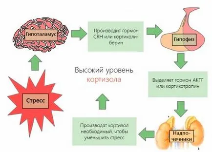 Cum de a reduce nivelul de cortizol - medicamente și metode tradiționale (nivel) Cum de a reduce nivelul de cortizol - medicamente și metodele tradiționale
