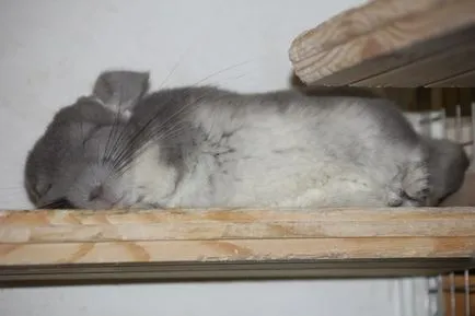 Ca chinchilla de somn 14 ianuarie 2015 - Blog pentru iubitorii de chinchilla - casa Shushkina (dormit) Ca chinchilla de somn 14 ianuarie 2015 - Blog pentru iubitorii de chinchilla - casa Shushkina