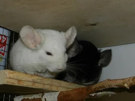 Ca chinchilla de somn 14 ianuarie 2015 - Blog pentru iubitorii de chinchilla - casa Shushkina (dormit) Ca chinchilla de somn 14 ianuarie 2015 - Blog pentru iubitorii de chinchilla - casa Shushkina