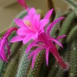 înflorire frecvență Cactus-ca în îngrijire la domiciliu, udare, plantare și transplant (cactus) Cactus flori ca frecventa la domiciliu, îngrijire, udare, plantare si transplantare