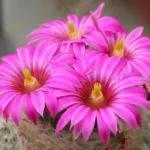 Cactus-ca înflorire frecvență în îngrijire la domiciliu, udare, plantare și transplant (condiții) Cactus flori ca frecventa la domiciliu, îngrijire, udare, plantare si transplantare