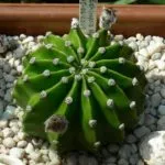 Cactus-ca frecvență înflorire de îngrijire la domiciliu, udare, plantare și transplant (înflorire) Cactus flori ca frecventa la domiciliu, îngrijire, udare, plantare si transplantare