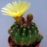 Cactus-ca înflorire frecvență în îngrijire la domiciliu, udare, plantare și transplantul (intern) Cactus flori ca frecventa la domiciliu, îngrijire, udare, plantare si transplantare