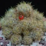 Cactus-ca înflorire frecvență în îngrijire la domiciliu, udare, plantare și transplantul (intern) Cactus flori ca frecventa la domiciliu, îngrijire, udare, plantare si transplantare
