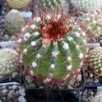 Cactus-ca înflorire frecvență în îngrijire la domiciliu, udare, plantare și transplant (condiții) Cactus flori ca frecventa la domiciliu, îngrijire, udare, plantare si transplantare