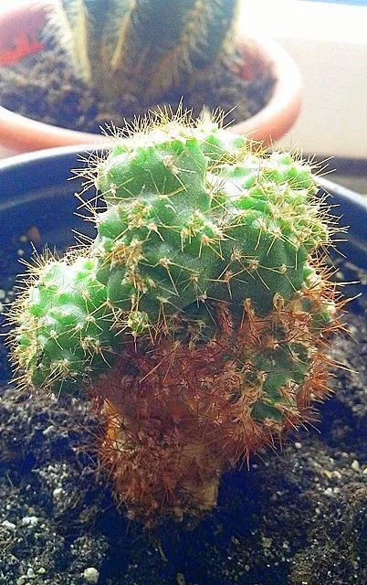 Cactusii - o experiență personală de creștere diferite specii de cactuși