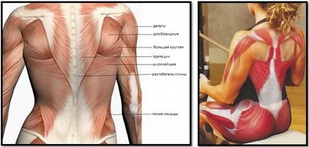 Cum de a elimina grasimea din ghidul practic spate complet (elimina) Cum de a elimina grasimea din spate plin de orientări practice