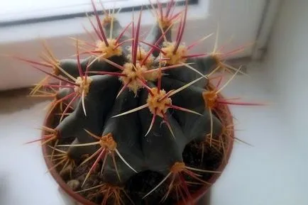 Cactusii - o experiență personală de creștere diferite specii de cactuși