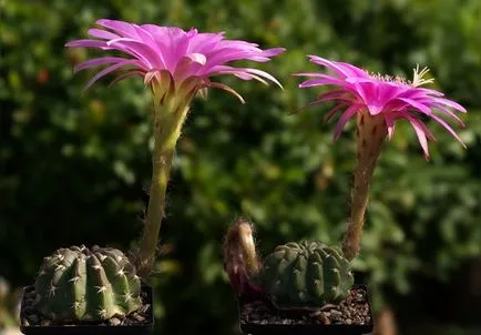 Cactus-ca înflorire frecvență în îngrijire la domiciliu, udare, plantare și transplant (condiții) Cactus flori ca frecventa la domiciliu, îngrijire, udare, plantare si transplantare