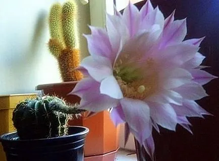 Cactusii - o experiență personală de creștere diferite specii de cactuși