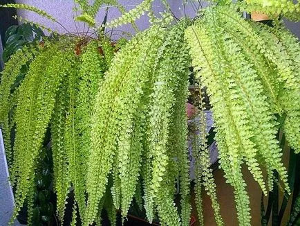 Cactusii - o experiență personală de creștere diferite specii de cactuși