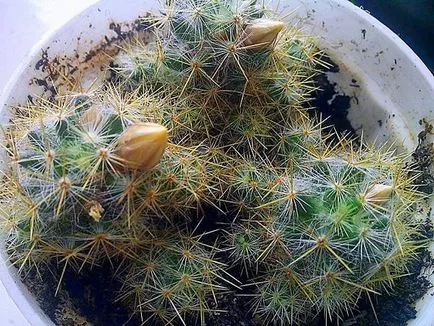Cactusii - o experiență personală de creștere diferite specii de cactuși