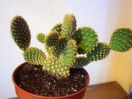 Cactusii - o experiență personală de creștere diferite specii de cactuși