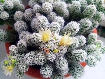 Cactusii - o experiență personală de creștere diferite specii de cactuși