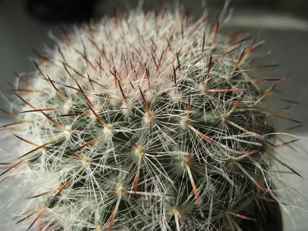 Cactus-ca frecvență înflorire de îngrijire la domiciliu, udare, plantare și transplant (înflorire) Cactus flori ca frecventa la domiciliu, îngrijire, udare, plantare si transplantare