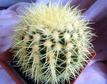 Cactusii - o experiență personală de creștere diferite specii de cactuși