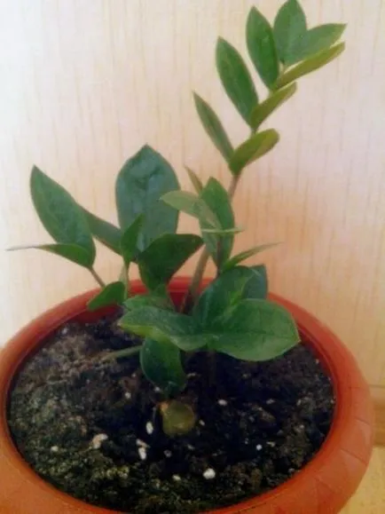 Cactusii - o experiență personală de creștere diferite specii de cactuși