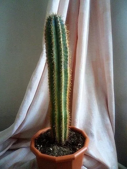 Cactusii - o experiență personală de creștere diferite specii de cactuși
