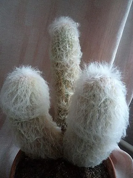 Cactusii - o experiență personală de creștere diferite specii de cactuși