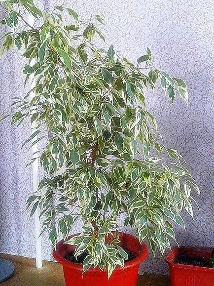 Cactusii - o experiență personală de creștere diferite specii de cactuși