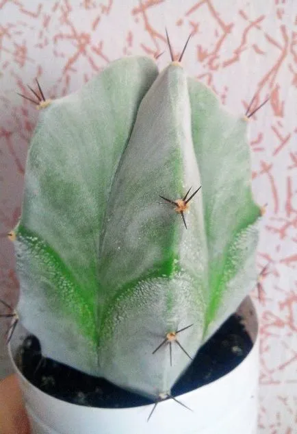 Cactusii - o experiență personală de creștere diferite specii de cactuși