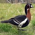 Bird () 7 litere - cuvânt masca de căutare și determinare, răspunsuri la cuvinte încrucișate puzzle-uri