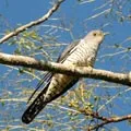 Bird () 7 litere - cuvânt masca de căutare și determinare, răspunsuri la cuvinte încrucișate puzzle-uri