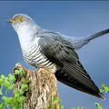 Bird () 7 litere - cuvânt masca de căutare și determinare, răspunsuri la cuvinte încrucișate puzzle-uri