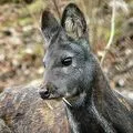 Bird () 7 litere - cuvânt masca de căutare și determinare, răspunsuri la cuvinte încrucișate puzzle-uri