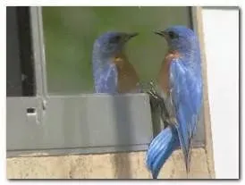 Bird bate la fereastra - ce acest semn, șoptită