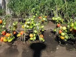 Cum de a accelera apariția ovarelor și maturare de tomate (maturare) Cum să accelereze apariția ovarelor și coacerea tomate