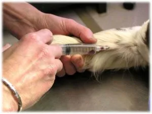 Cum eutanasierea câine acasă cele mai multe moduri (câine) Cum să eutanasieze câinele acasă la moduri