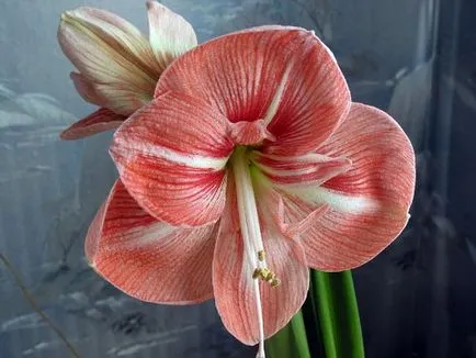 Cum să aibă grijă de Amaryllis (Amaryllis) Cum să aibă grijă de Amaryllis