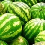 Se pare ca un pepene verde (foto), sfaturi site-ul!