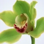 Cum să crească o plantă dintr-o frunză, o revistă pentru femei