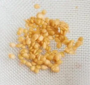 Cum să crească răsaduri de tomate