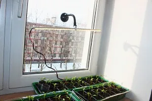 Cum să crească roșii pe pervazul ferestrei, vila principală