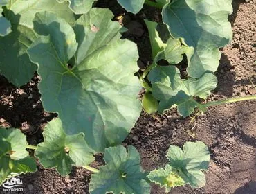 Cum să crească puieți de semănat semințe de pepene galben și cultivarea de răsaduri de pepene galben (plantare) Cum să crească răsaduri de semințe de pepene galben și cultivarea răsadurilor de pepeni