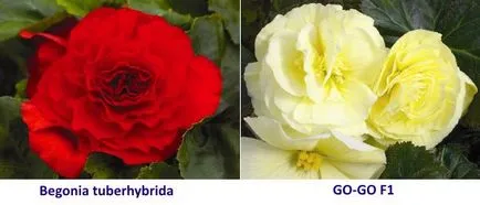 Cum să crească Begonia tuberoasă (Begonia) Cum să crească Begonia tuberoasă