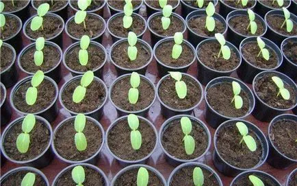 Cum să crească răsaduri de semănat semințe de pepene galben și cultivarea de răsaduri de pepene galben (semințe) Cum să crească răsaduri de semințe de pepene galben și cultivarea răsadurilor de pepeni