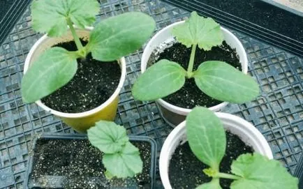 Cum să crească puieți de semănat semințe de pepene galben și cultivarea de răsaduri de pepene galben (plantare) Cum să crească răsaduri de semințe de pepene galben și cultivarea răsadurilor de pepeni