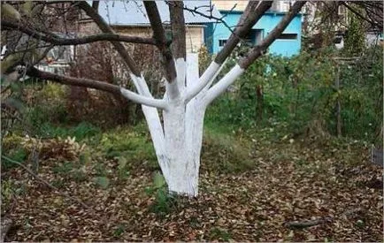 Cum spoială de copaci în primăvara a amestecului și multe sfaturi utile (amestec) Cum compoziția de albire a amestecului în copaci de primăvară și o varietate de sfaturi utile