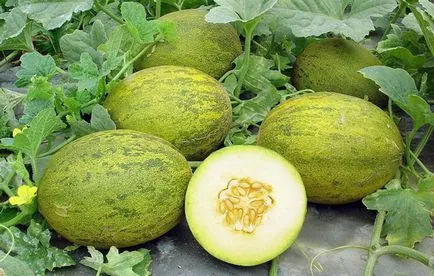 Cum să crească un pepene galben, alege semințe, asigură dreptul de plantare (să crească) Cum să crească un pepene galben, alege semințe furnizează semănatul corectă